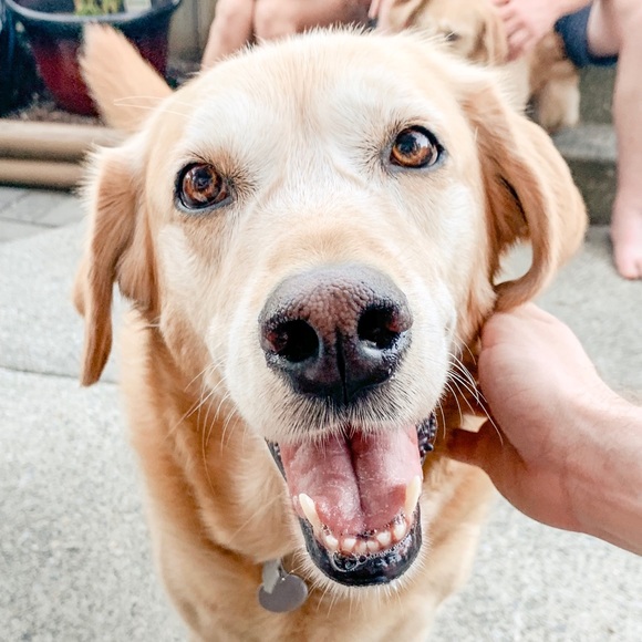 Meet your Posher, Nicole - Picture 1 of 1